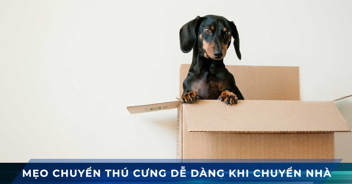 van chuyen thu cung khi chuyen nha