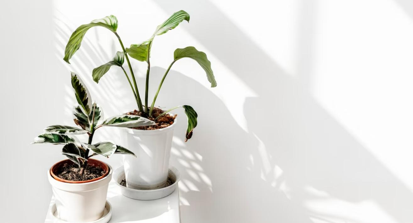 trồng cây trong nhà ánh sáng phân bón